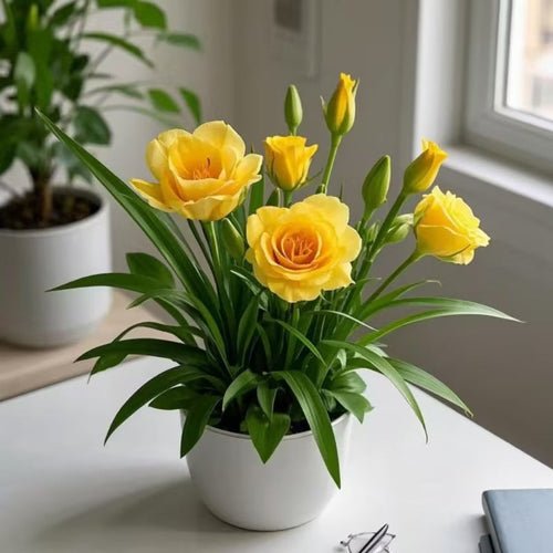 🌹Rose Bulbs for Pots