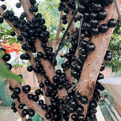 🌳🍇 Jaboticaba Heirloom Tree Seeds – Grapes That Grow on Trees!