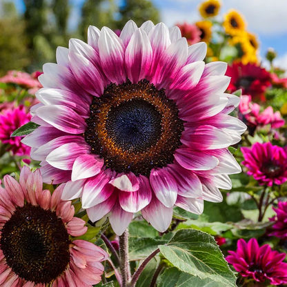 Sunflower Seeds – Midnight Blaze