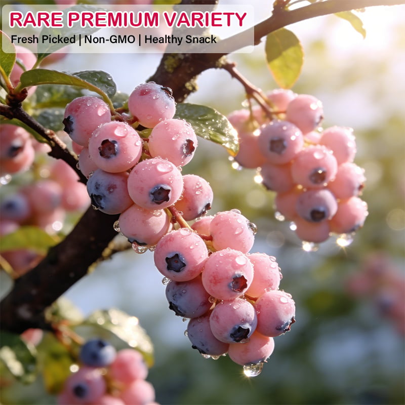 🔥50K+ SOLD!💟Premium Pink Blueberry Seeds – 😋A Uniquely Delightful Flavor