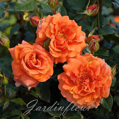 Rose Seeds for Climbing