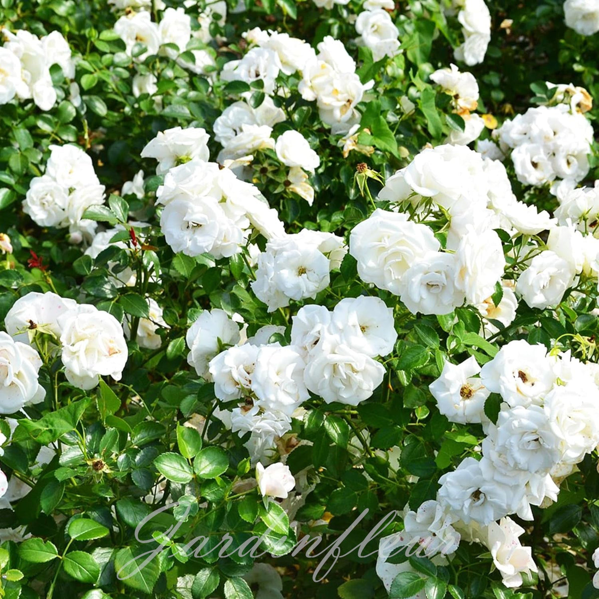 Rose Seeds for Climbing