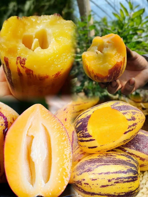 🔥New Arrival – Ginseng Berry Seeds