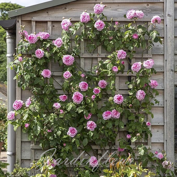 Rose Seeds for Climbing