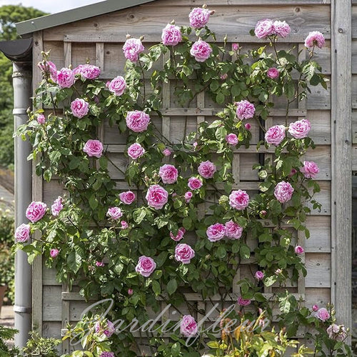 Rose Seeds for Climbing