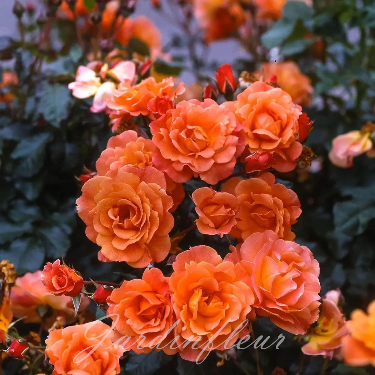 Rose Seeds for Climbing