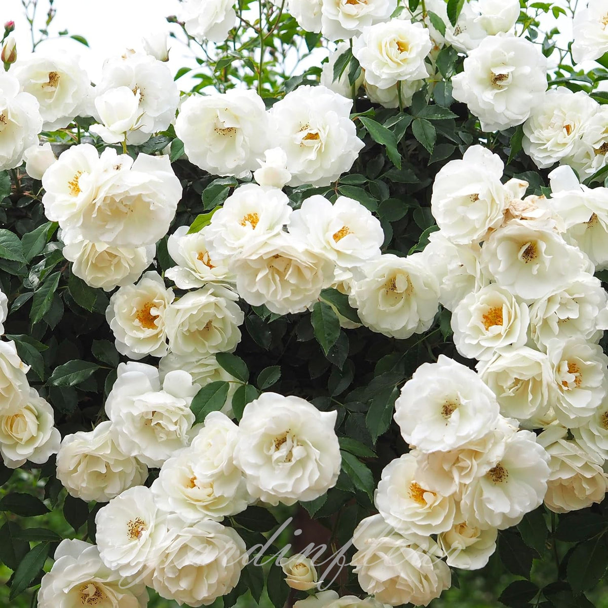 Rose Seeds for Climbing