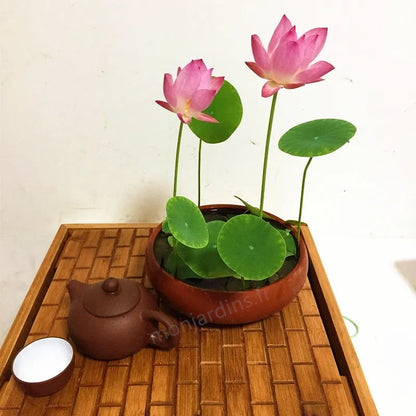 🎁50% Discount🌺Sacred Lotus Flower for Bonsai