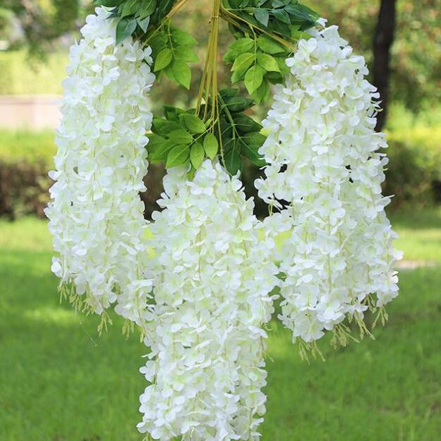 🔥LAST DAY 75% Off🌺Wisteria Flower Seeds – The Queen of Flowers