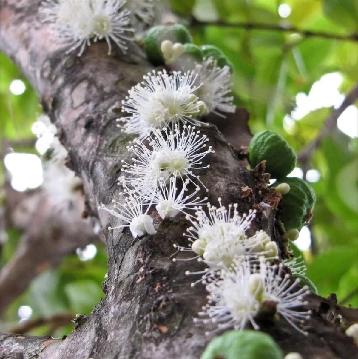🌳🍇 Jaboticaba Heirloom Tree Seeds – Grapes That Grow on Trees!