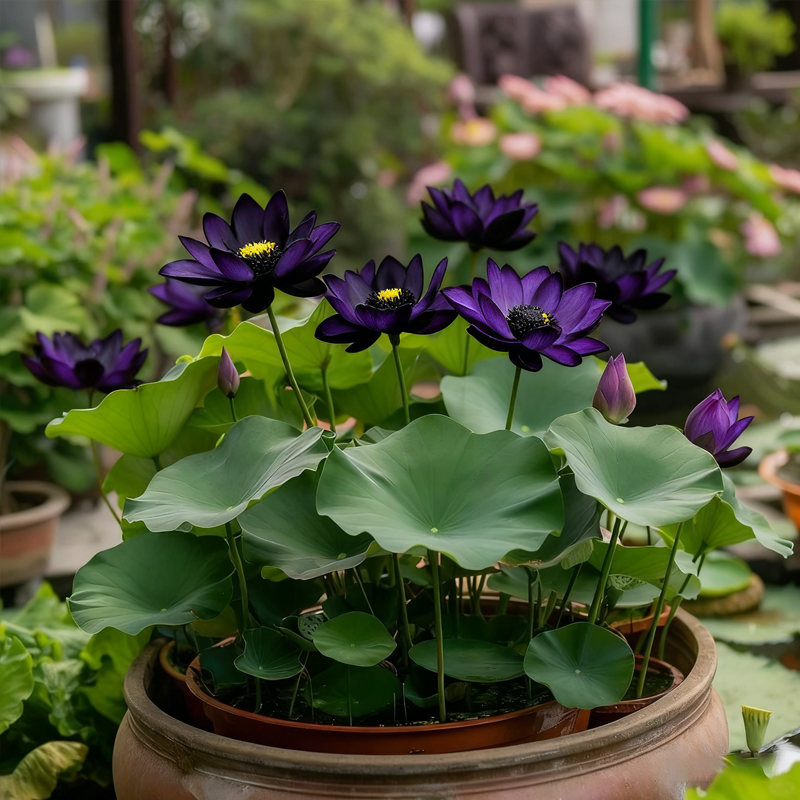 💮Lotus Seeds – Midnight Purple Variety