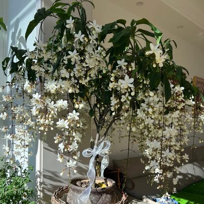 🌿Weeping Jasmine Seeds💮Gentle Aroma for Peaceful Dreams
