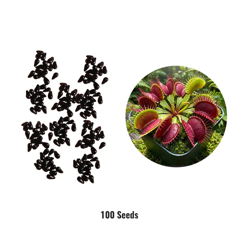 🌱[Amazing Venus Flytrap Seeds]—Grow Your Own Mini Carnivorous Plant!😱🌿