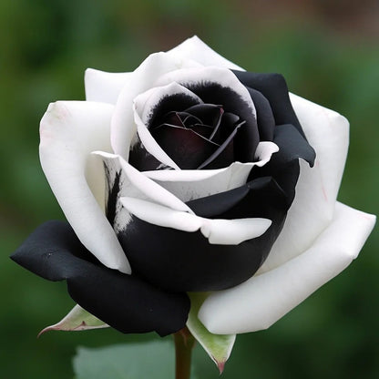 🖤Kuyla Twin Roses – Black & White Seeds