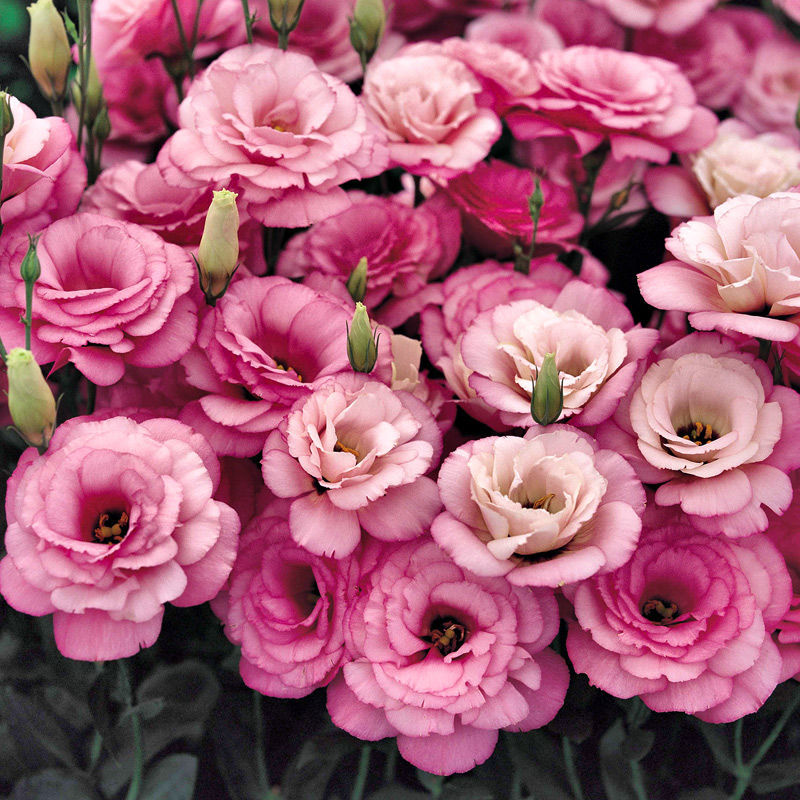 🌼Lisianthus Seeds – Perennial & Long-Flowering