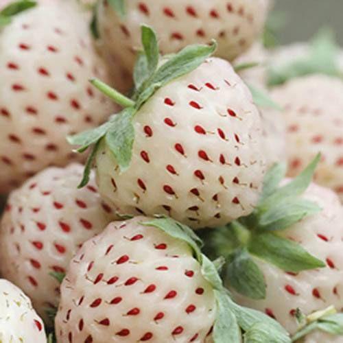 Rare Milk Strawberry Seeds – 1 Bag