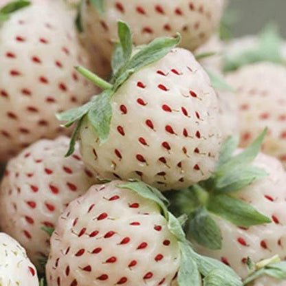Rare Milk Strawberry Seeds – 1 Bag