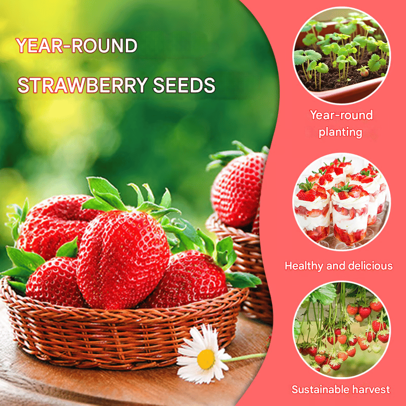 🍓Strawberry Seeds for All-Year Growing