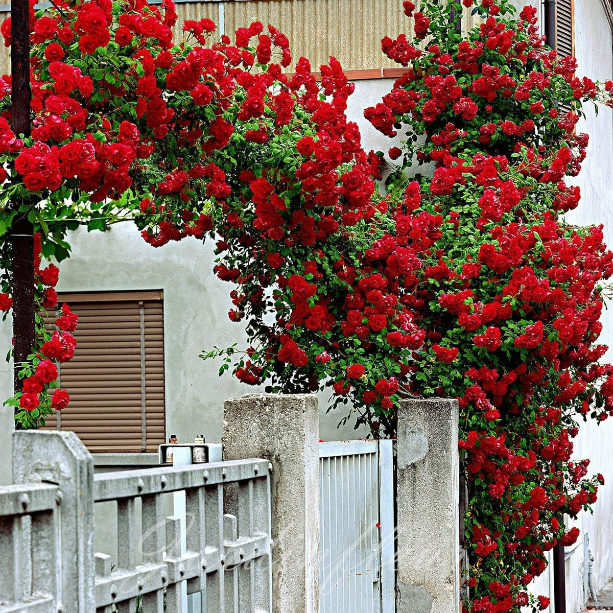 Rose Seeds for Climbing