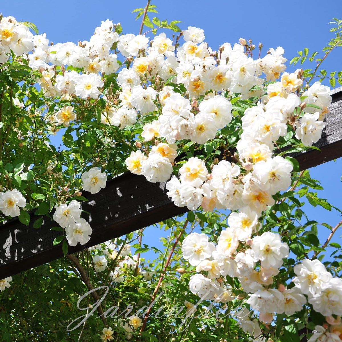 Rose Seeds for Climbing