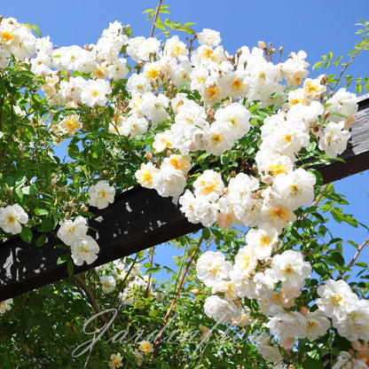 Rose Seeds for Climbing