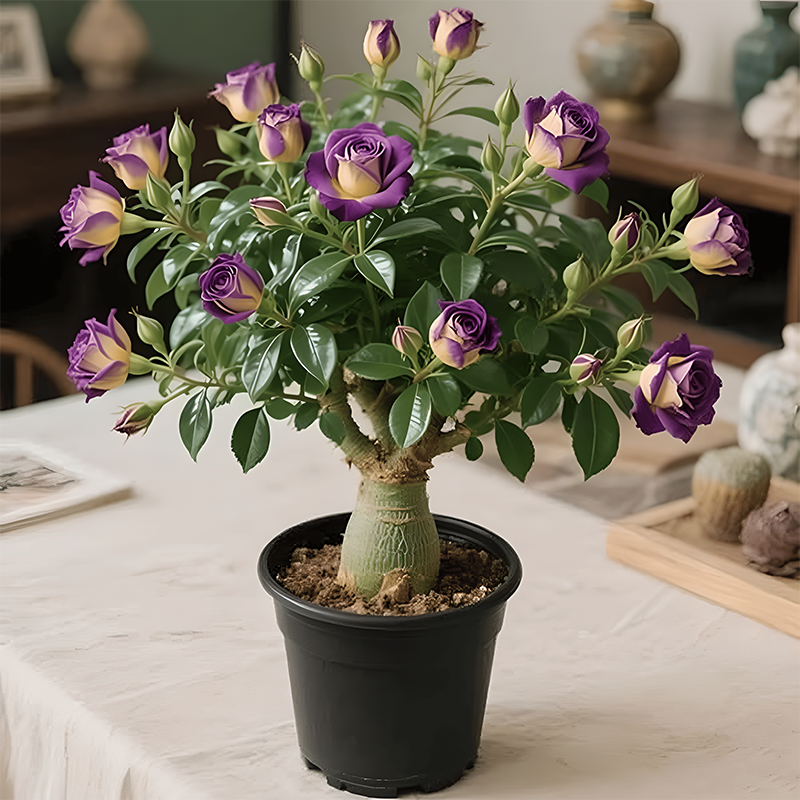 🌺Desert Rose Bulbs🌵