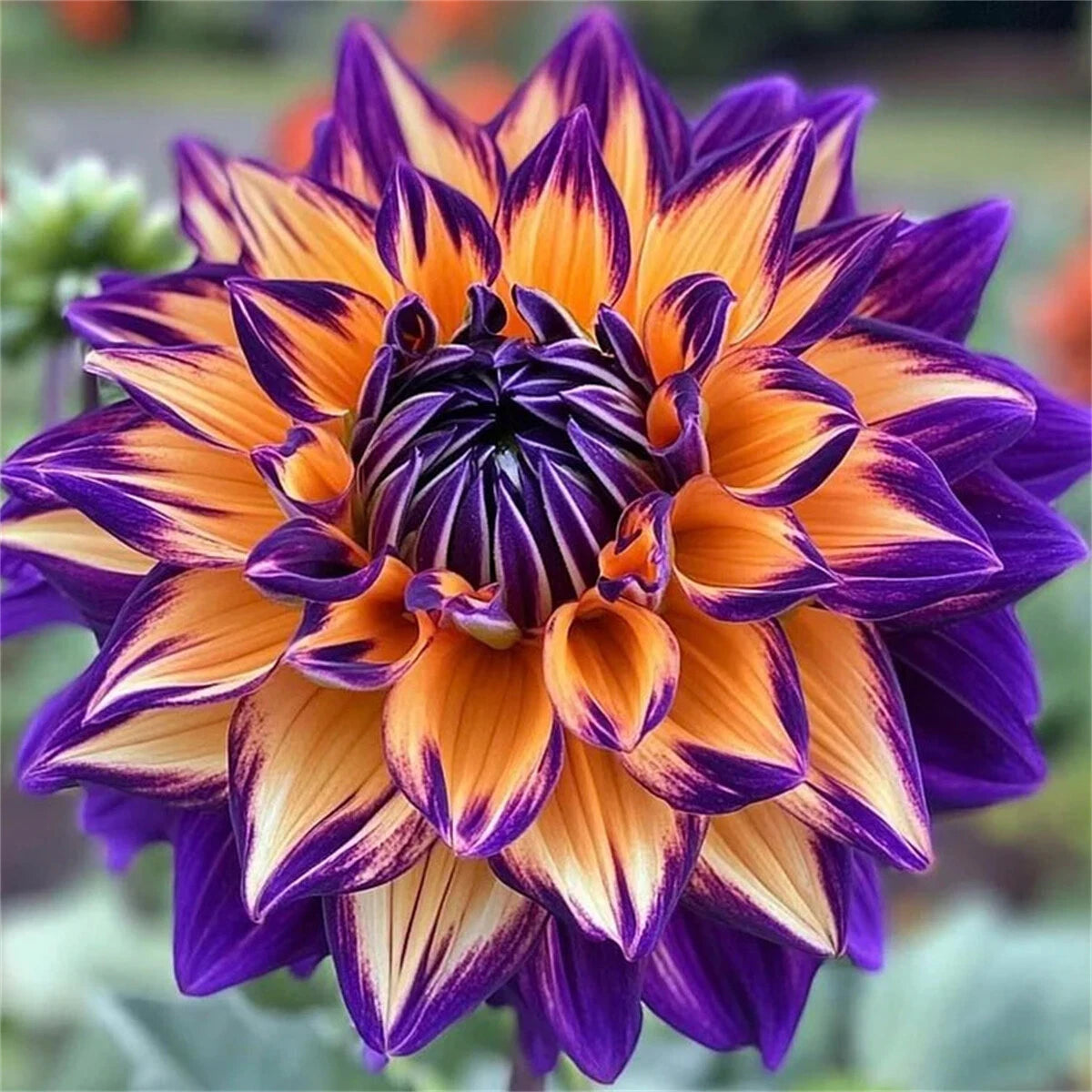 Rare Double Dahlias – Bold Blooms for Extraordinary Gardens