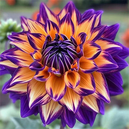 Rare Double Dahlias – Bold Blooms for Extraordinary Gardens