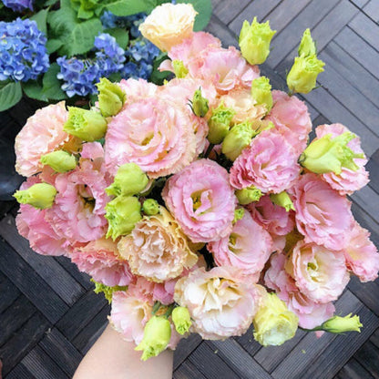 🌼Lisianthus Seeds – Perennial & Long-Flowering