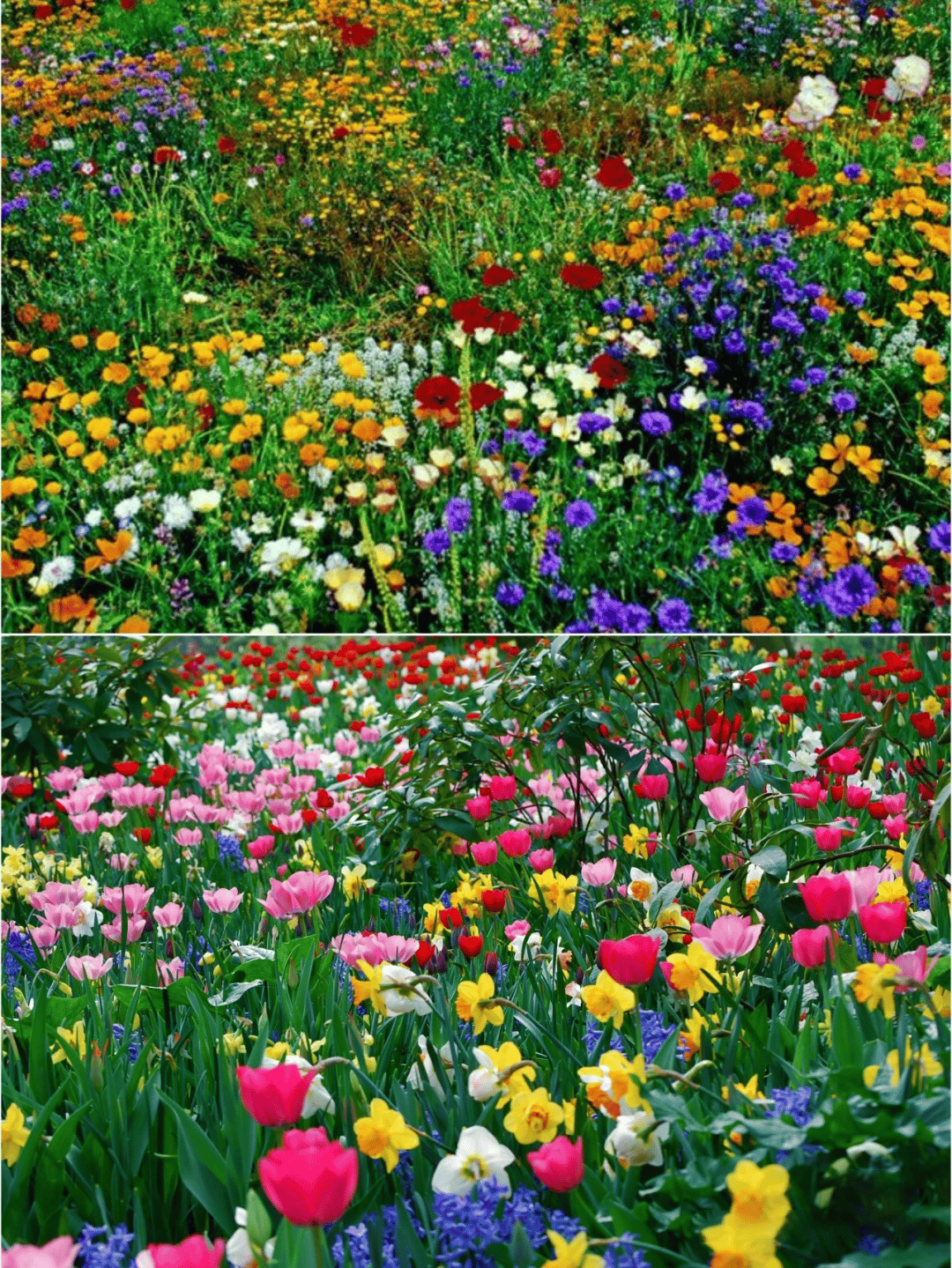 💝Mixed Perennial Flower Seeds – 30 to 60 Varieties