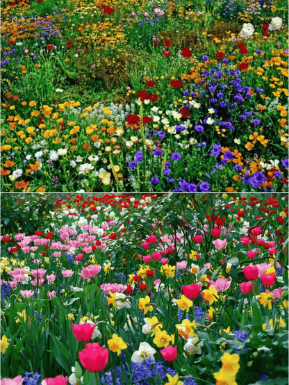 💝Mixed Perennial Flower Seeds – 30 to 60 Varieties