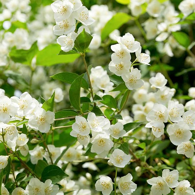 🌸 Jasmine Potted Plant – LAST DAY 49% OFF Promotion