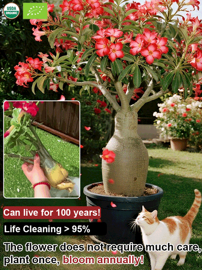 【Blooms in 25 Days】Sun-Resistant, Heat-Resistant, Drought-Tolerant Desert Rose Bulbs 🔥Survives Without Regular Watering