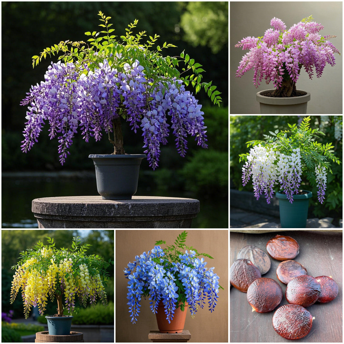 🌈🏠Wisteria Seeds – Create a Beautiful Space & Illuminate Hope💜🌼
