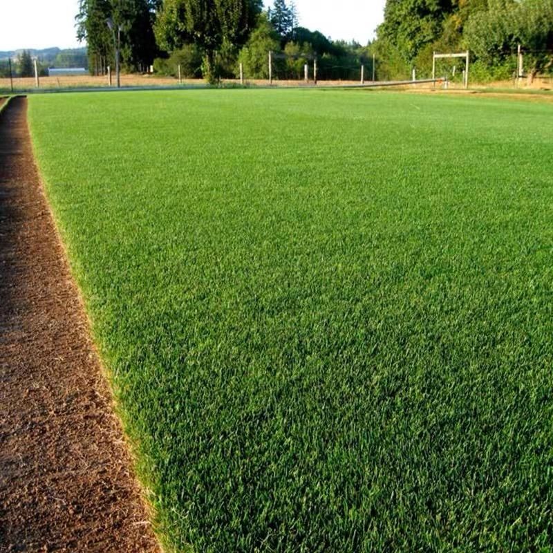 🌱 Evergreen Dwarf Grass for Four Seasons | Create Your Perfect Lawn