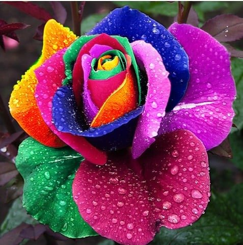 Rare Black Rose Seeds for Planting, Heirloom, Non-GMO 200+ Beautiful Flower Seeds for Home Garden Bonsai
