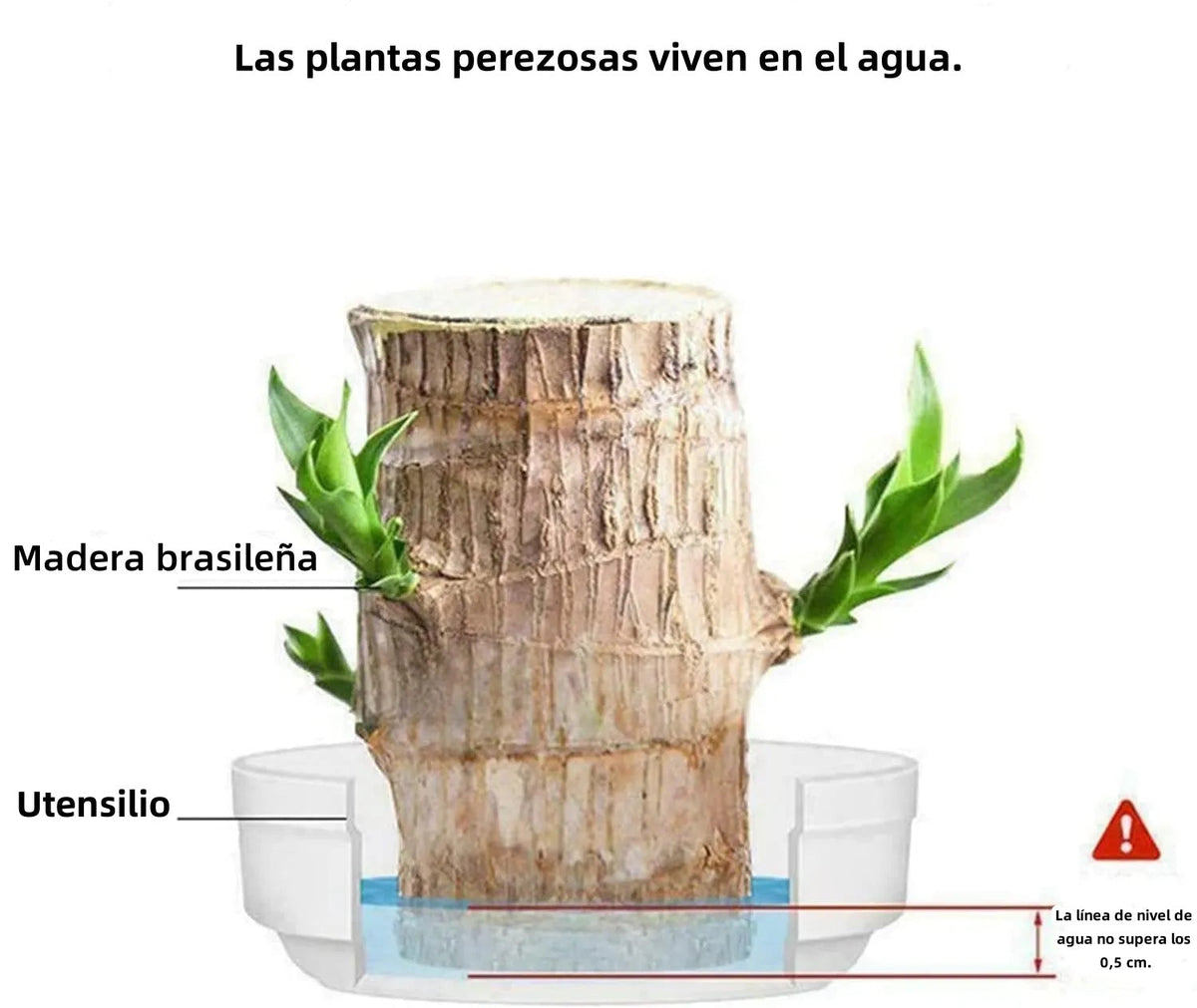 🎁Lucky Plant🪴Brazilian Wood🔥Top Bonsai Seller of 2026