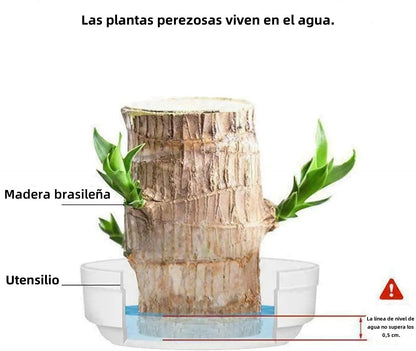 🎁Lucky Plant🪴Brazilian Wood🔥Top Bonsai Seller of 2026