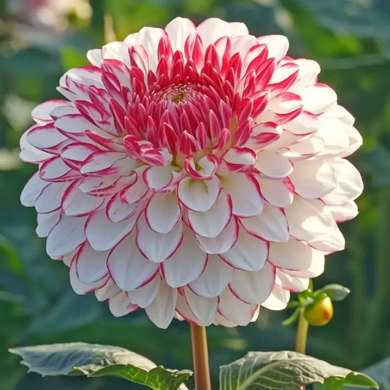 Rare Double Dahlias – Bold Blooms for Extraordinary Gardens