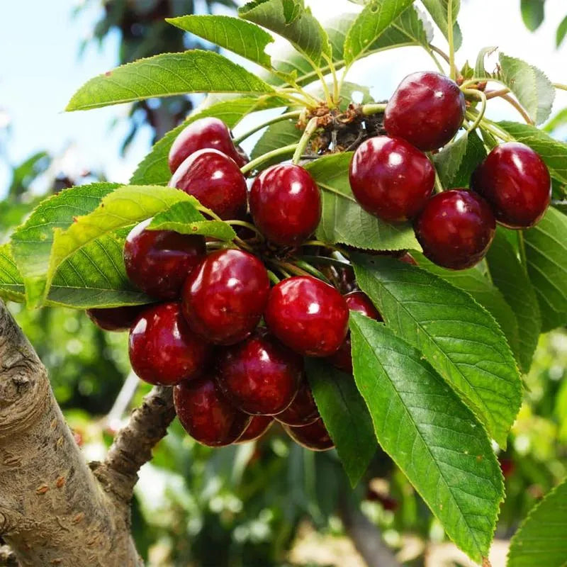 🍒 Premium Sweet Cherry Seeds (New Harvest) – 99% Germination Rate | Pre-Primed for Fast Sprouting