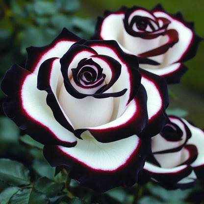 🌌Rare Blue Moon Rose 🌈Multi-Colored Petal Lace Rose