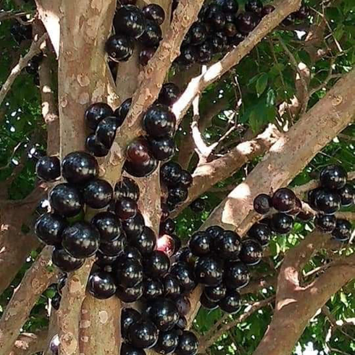 🌳🍇 Jaboticaba Heirloom Tree Seeds – Grapes That Grow on Trees!