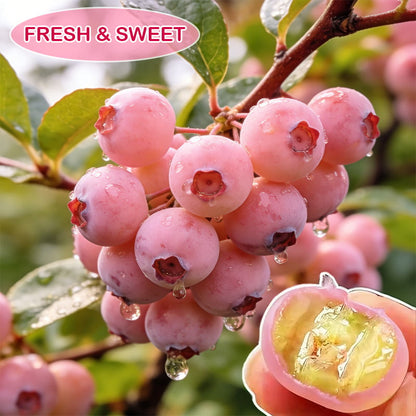 🔥50K+ SOLD!💟Premium Pink Blueberry Seeds – 😋A Uniquely Delightful Flavor