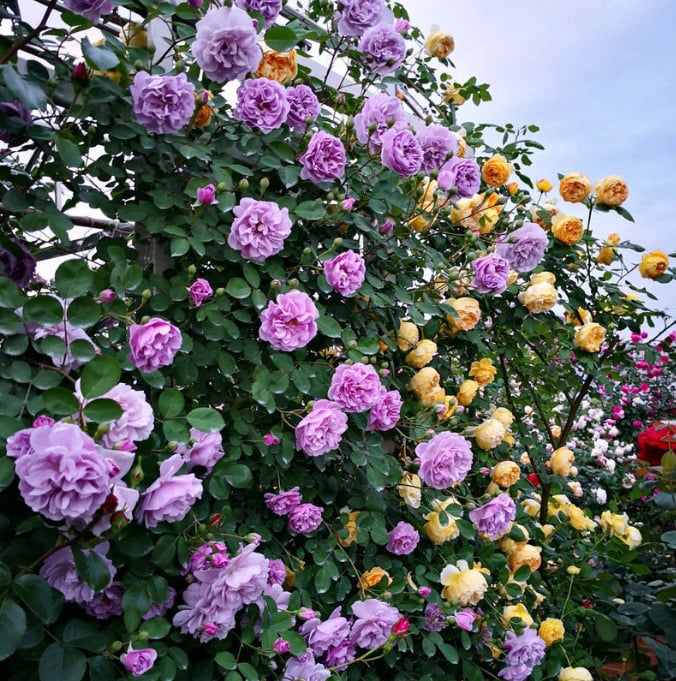 🌹Climbing Rose Flower Vine Seeds