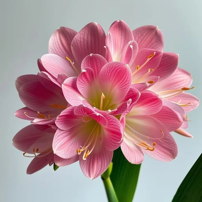 🍀Clivia Seeds🌿💕Indoor Air-Purifying Green Plants👀