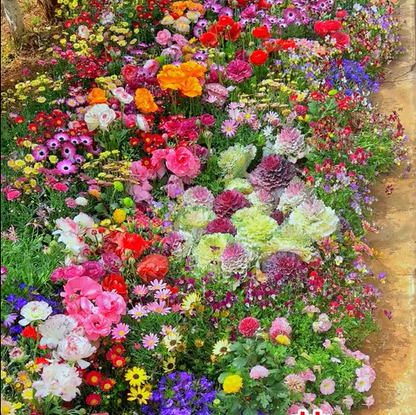 💝Mixed Perennial Flower Seeds – 30 to 60 Varieties