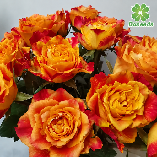 Rose Seeds – 'Ode to Joy' Variety