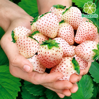 Rare Milk Strawberry Seeds – 1 Bag