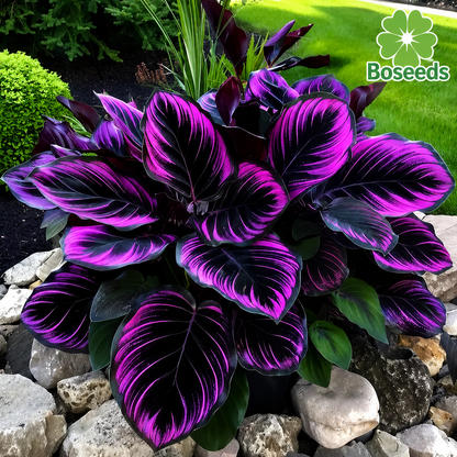 🌿Rare Hosta Seeds – Add Color Variety to Your Space