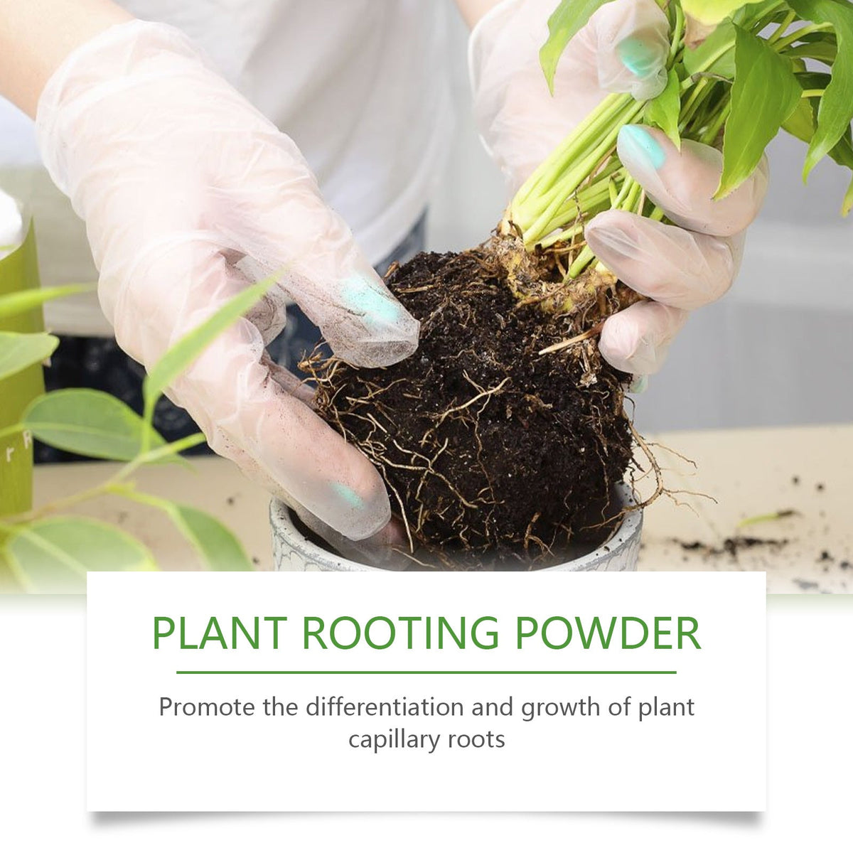 🎁Last Day 49% OFF Promotion🔥Nuticos Rooting Powder – Rooting Hormone for Plant Cuttings & Strong Roots, Ultra Concentrated